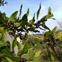 Laurus nobilis vruchten